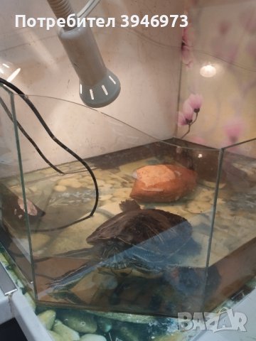 водна костенурка, снимка 2 - Костенурки - 43748436