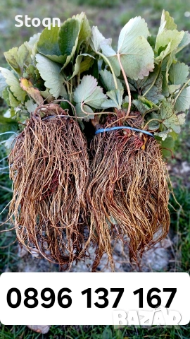 ягодов разсад 2026 , снимка 2 - Разсади - 53488598