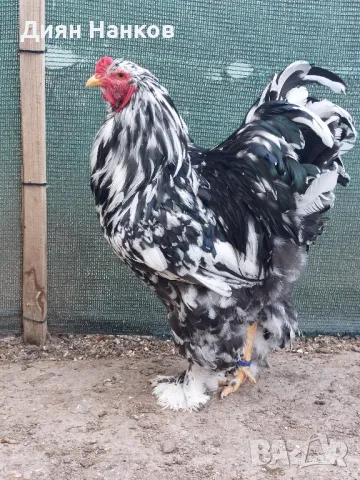 Разплодни яйца , снимка 9 - други­ - 49704952