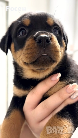 Бебета Ротвайлери