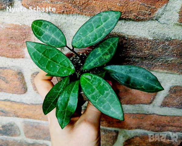 Хоя .Hoya "Elliptica Splash" Pinterest, снимка 2 - Стайни растения - 52631296