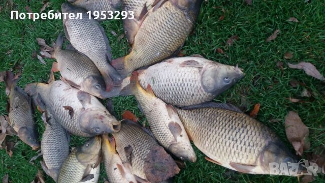 Толстолоб и шаран , снимка 6 - Стръв и захранки - 44865909