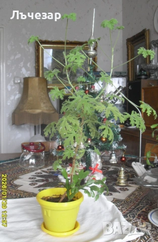 Продавам цвете "ИНДРИШЕ"