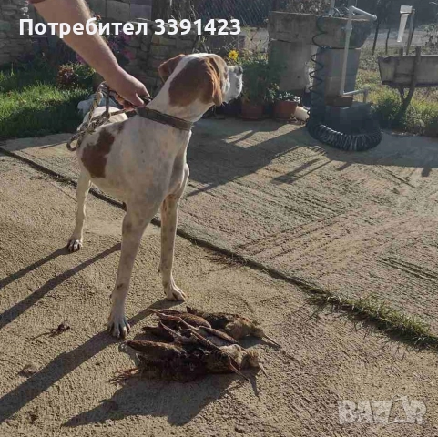 Продавам Пойнтерчета, снимка 4 - Пойнтер - 52288159