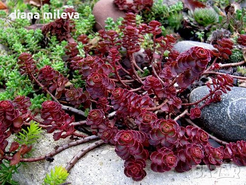 Червен седум Пурпурна Зима, Sedum spirium " Purpur Winter ", снимка 4 - Градински цветя и растения - 46784135