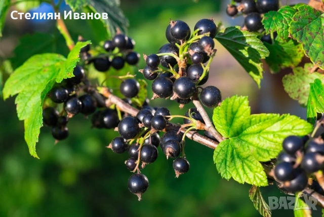 Червено френско грозде (Ribes spicatum 'Roselta'), снимка 3 - Градински цветя и растения - 52354412
