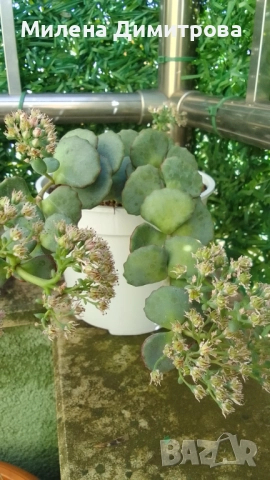 Седум Сиеболди - Японска коприна , снимка 6 - Стайни растения - 51656938