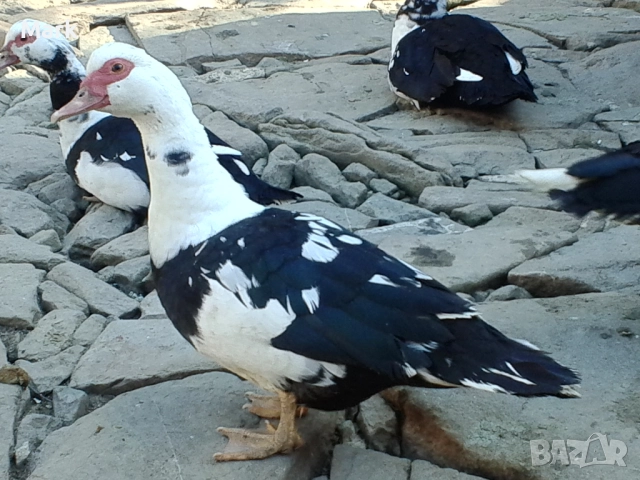 Неми патици свободно отлгеждани - юрдечки, снимка 4 - Патици и гъски - 52842654