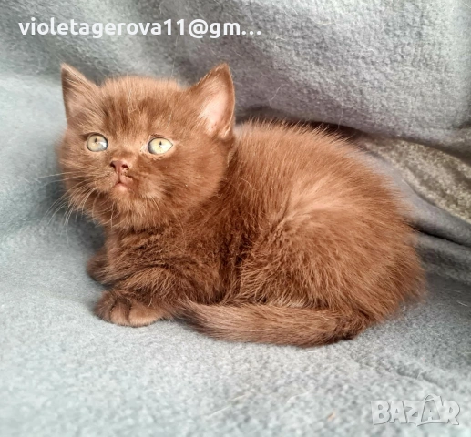 британски котки, снимка 3 - Британска късокосместа - 53479911