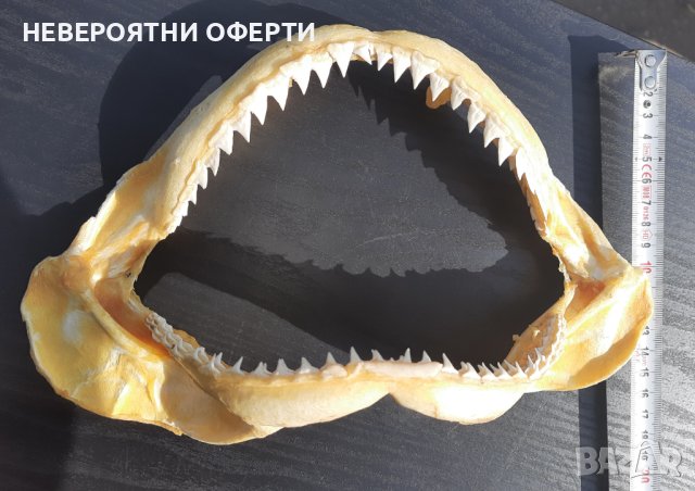 100 % Истинска Челюст Бяла акула с Разрешително по CITES, снимка 4 - Други ценни предмети - 43410724