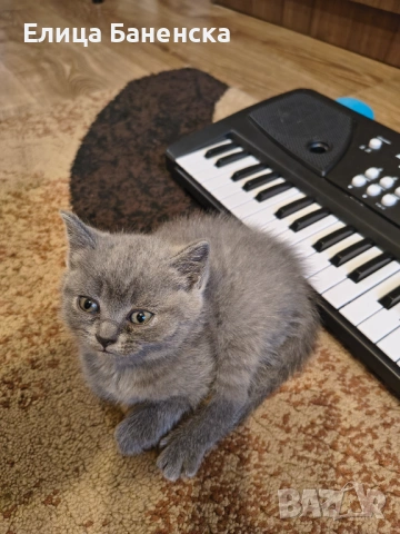 Британски котенца, снимка 2 - Други - 53570127