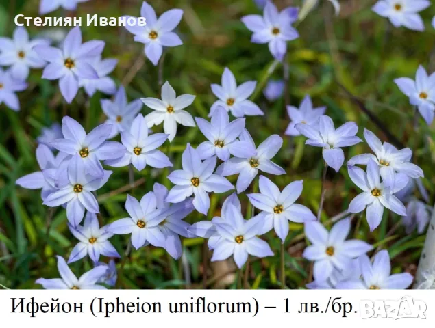 Ифейон (Ipheion uniflorum) - луковички, снимка 1 - Сортови семена и луковици - 47953996