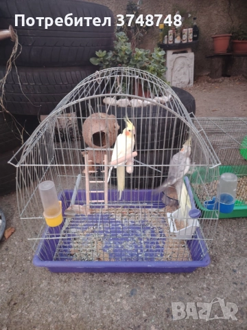 Папагали , снимка 1