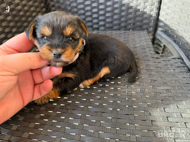 Йоркширски териер актуално от 20.01.2026, снимка 4 - Йоркширски териер - 53163636