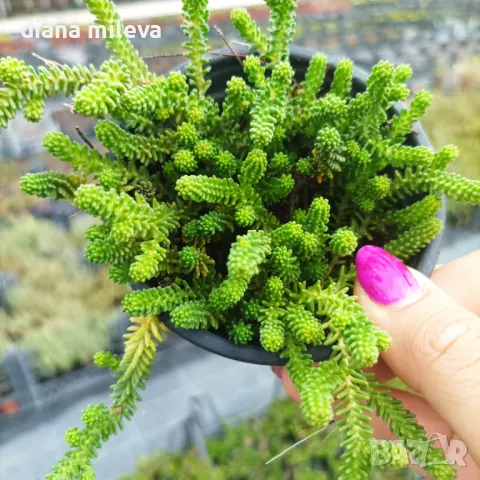 Седум Лидиум, Sedum Lydium, студоустойчив, многогодишен, снимка 2 - Градински цветя и растения - 47389224