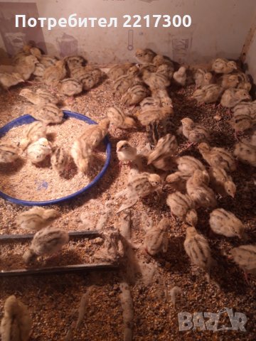 Продавам пъдпъдъци , снимка 7 - Кокошки и пуйки - 32479209