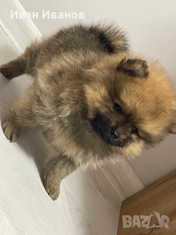Померан, снимка 2 - Померан - 52564878