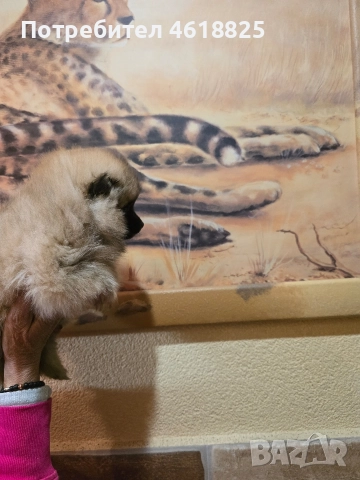 Померан женски , снимка 9 - Померан - 52942075