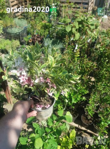 Вайгела , снимка 16 - Градински цветя и растения - 27205133