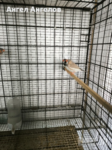 зеброви амадини , снимка 13 - Амадини - 52357881