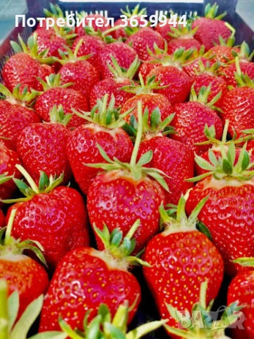 🌱 Свеж и здрав разсад директно от производител, снимка 5 - Градински цветя и растения - 53565095