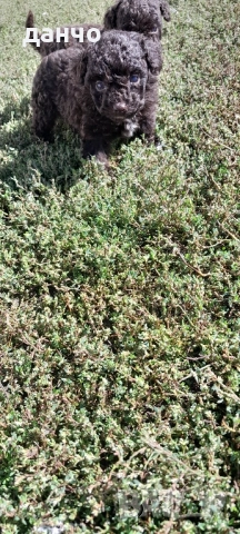 Бебета Той Пудел