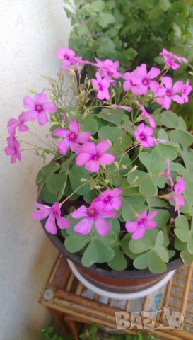 Продавам цветя Детелина Оксалис, розови, във висящи и обикновени саксии, снимка 18 - Стайни растения - 25313229