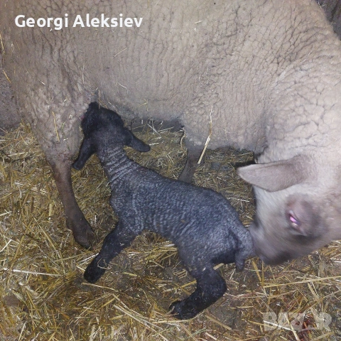 Агнета от месодайни породи и кръстоски със местни овце. , снимка 5 - Овце - 53487804
