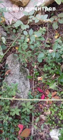 дялани камъни и стъпала, снимка 6 - Строителни материали - 47469122