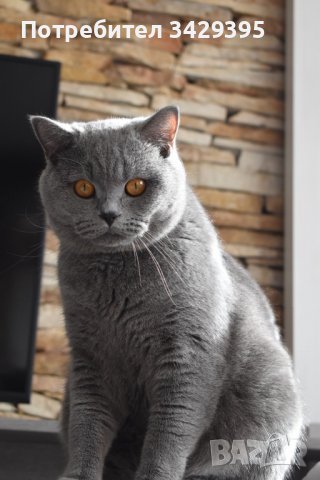 Синя британска котка в Британска късокосместа в гр. Пловдив - ID37262845 —  Bazar.bg