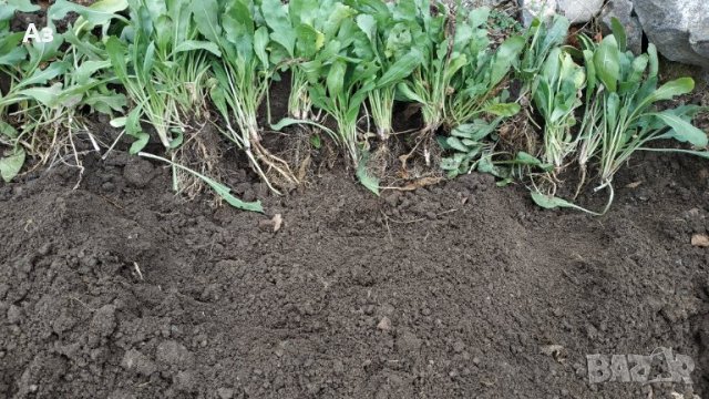 Продавам цветя Гайлардия - разсад (корен с издънки и стъбло), снимка 10 - Градински цветя и растения - 26029276