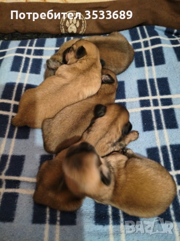 Продавам малки пекита, снимка 2 - Пекинез - 53537838