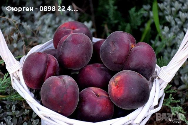 Пламкот (Сливо-кайсиев хибрид), снимка 7 - Разсади - 52172991