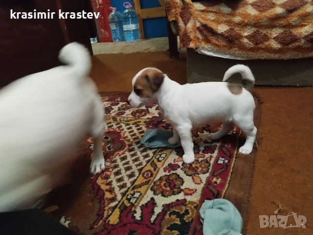 Кученца, снимка 10 - Други - 53511931