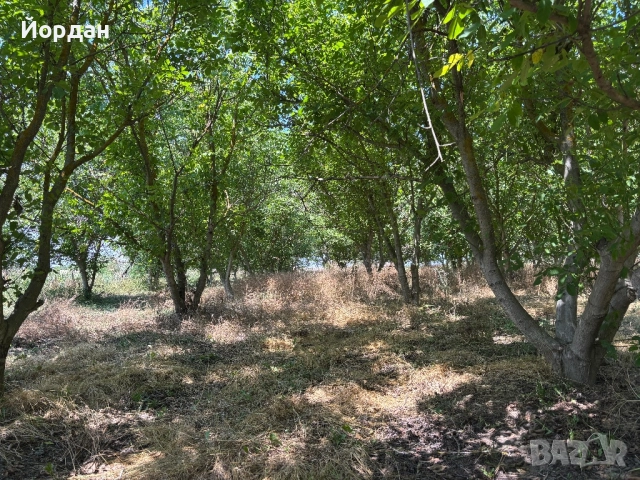 Орехова градина, снимка 2 - Земеделска земя - 52103179
