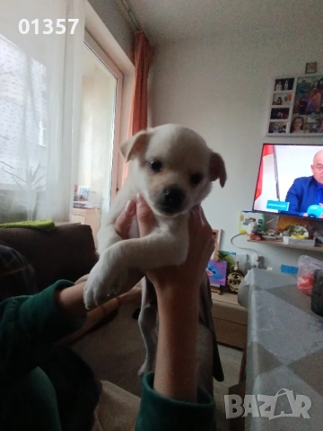 Чихопинчер , снимка 3 - Чихуахуа - 52404586