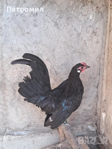 Декоративни петле и ярка, снимка 4 - Кокошки и пуйки - 51141854