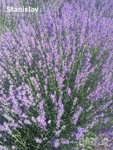 Продавам разсад Лавандула на едро и дребно, снимка 3 - Сортови семена и луковици - 49372725
