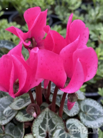 ПРОМО! 6 броя циклами , снимка 10 - Стайни растения - 52392095