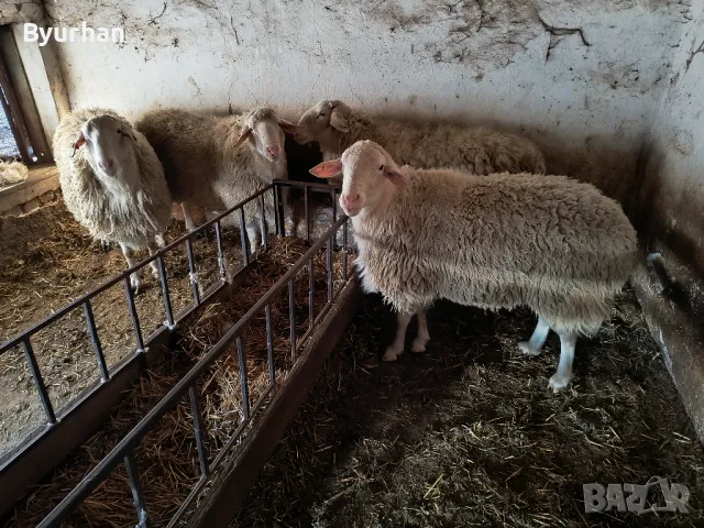 Кочове Асаф  за разплод, снимка 2 - Овце - 49545632