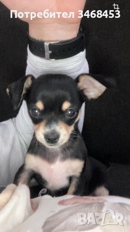 Пончер мъжки