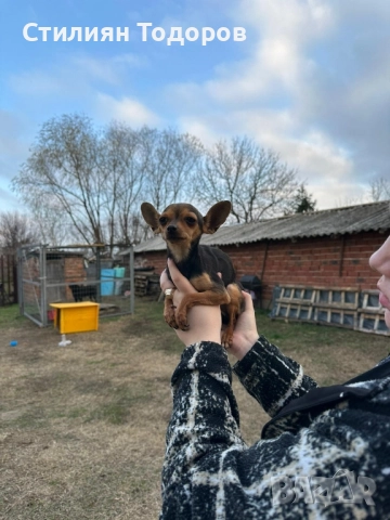 Продават се , снимка 6 - Чихуахуа - 52889453