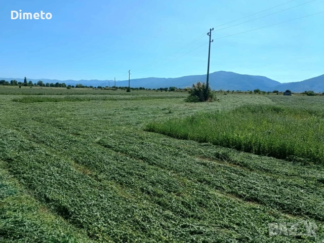 Бали люцерна