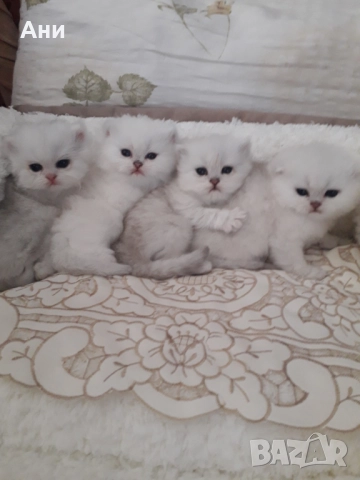 Котенца Мечта.Британски сребърни, снимка 3 - Британска късокосместа - 52203303