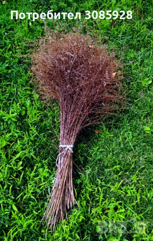 💕 💕 ​💕​ Страхотно декоративно цвете Звездовидна Метличина👀 👌, снимка 4 - Градински цветя и растения - 38457832