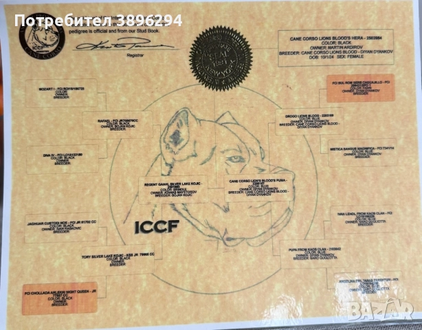 Уникални кученца кане корсо италяно,шоу клас чистокръвни., снимка 11 - Кане корсо - 52775457