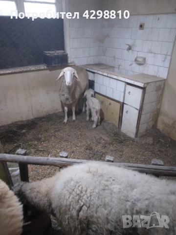 Овце, снимка 3 - Овце - 53366291