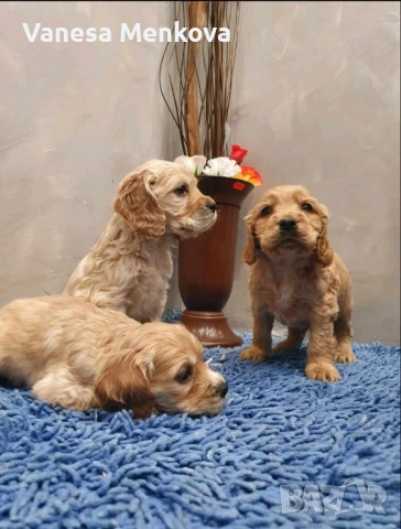 чистокръвни кокерчета шпаньоли, снимка 4 - Кокер шпаньол - 52068701