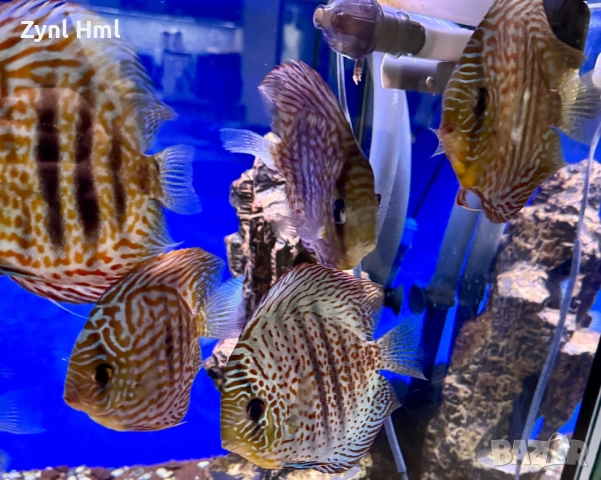 Риби Дискуси – група от 7 бр.,здрави и красиви!