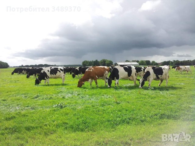 Продавам или заменям за гъски,овце,кози,свине,крави,пуйки, снимка 12 - Патици и гъски - 43446497